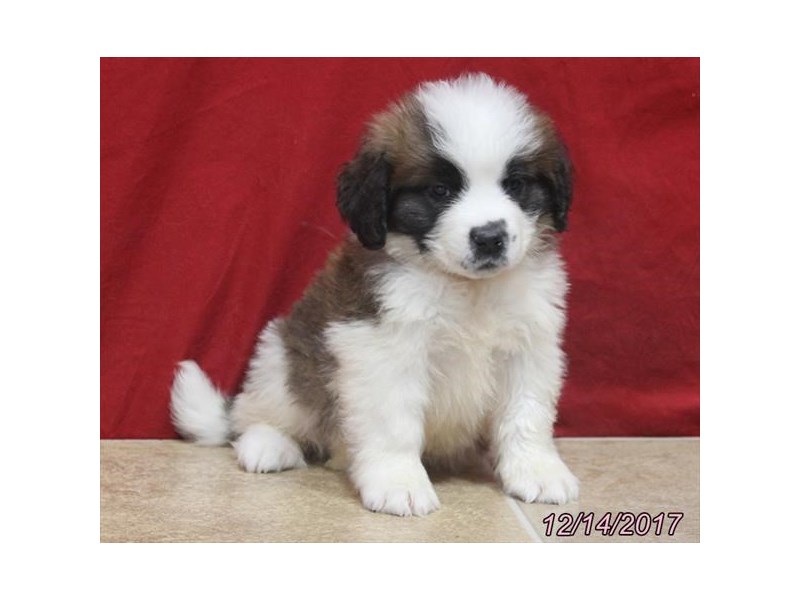 Saint Bernard