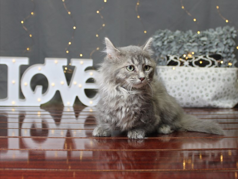 Munchkin Ragamuffin