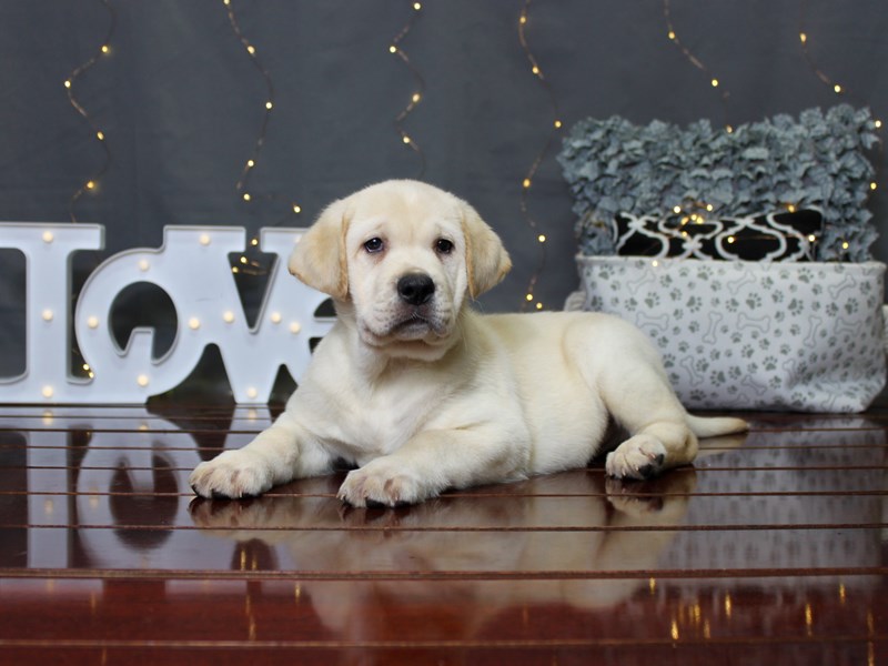 Labrador Retriever