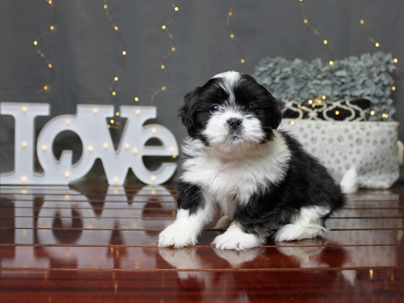 Lhasa Apso