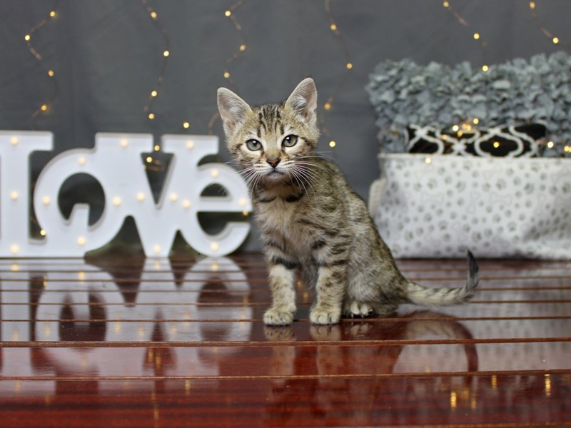Savannah Cat