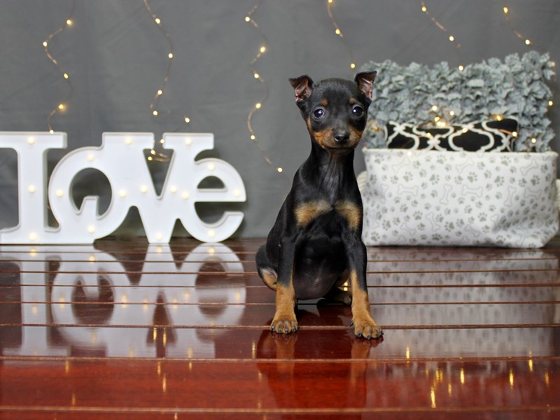 Miniature Pinscher