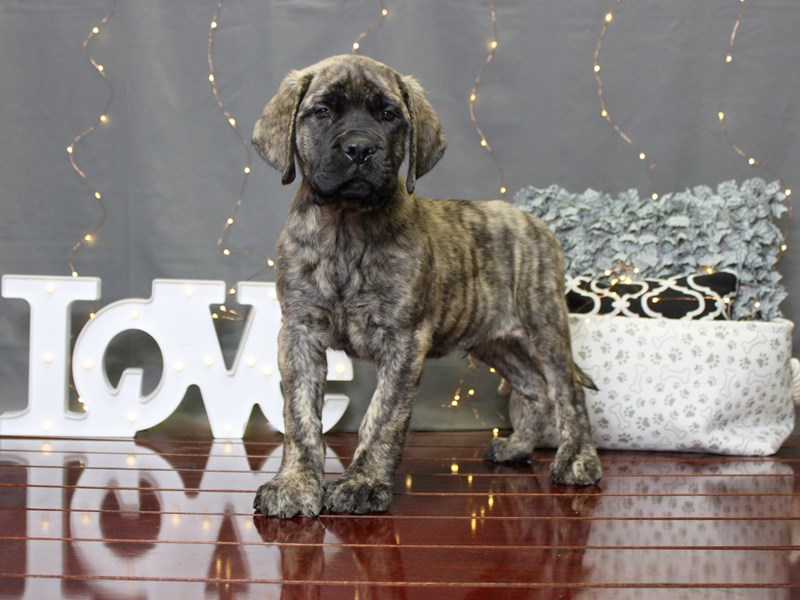 English Mastiff