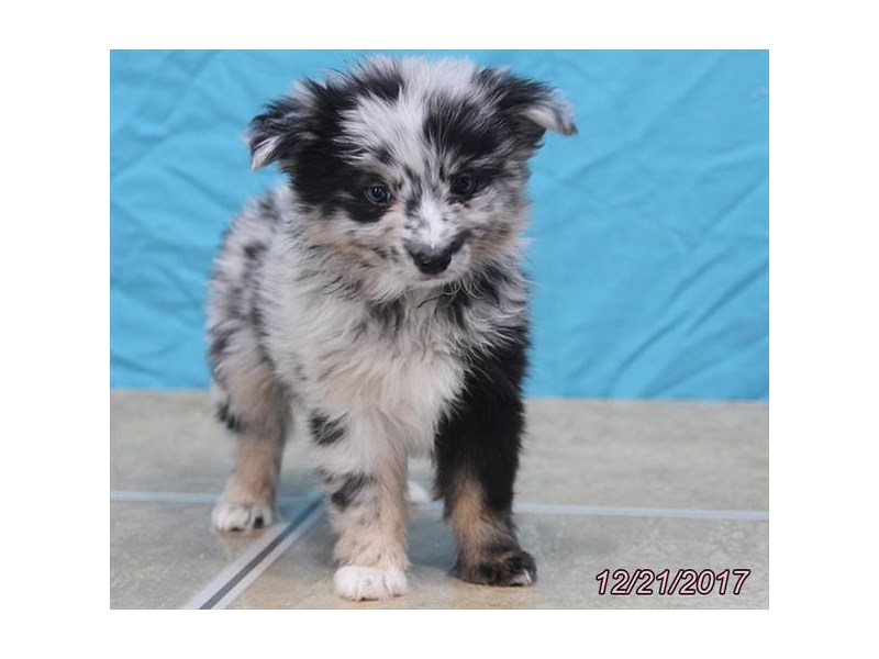 Miniature Australian Shepherd