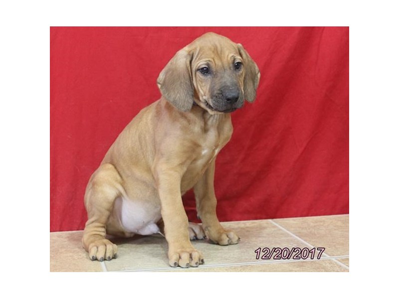 Rhodesian Ridgeback