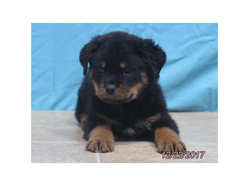 Rottweiler