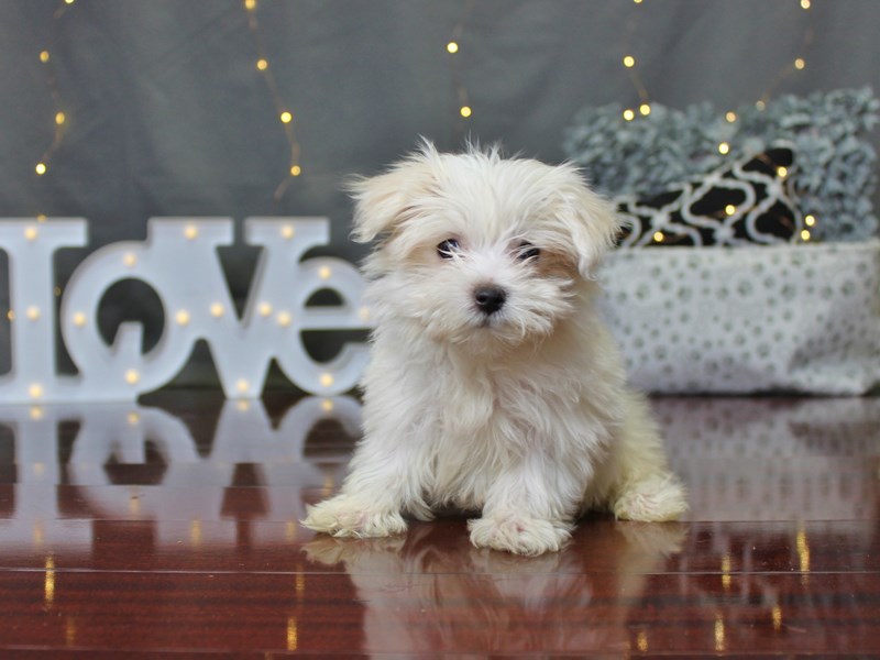 Maltese