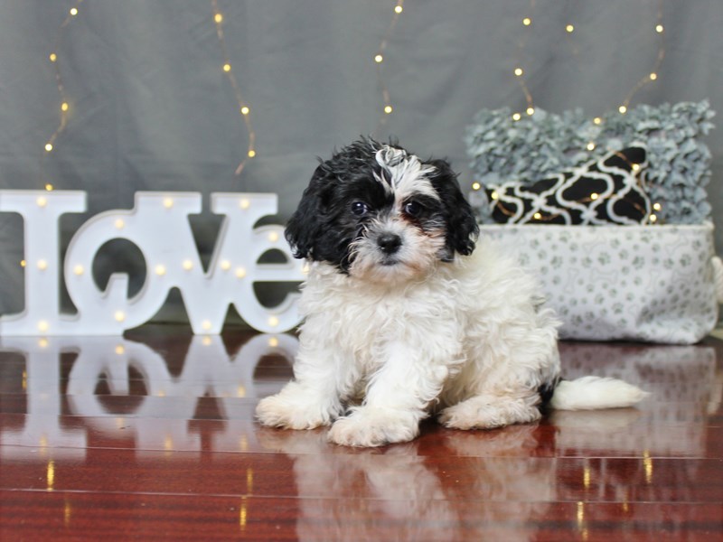 Zuchon DOG Female Black White 1927741 Petland Columbus Ohio