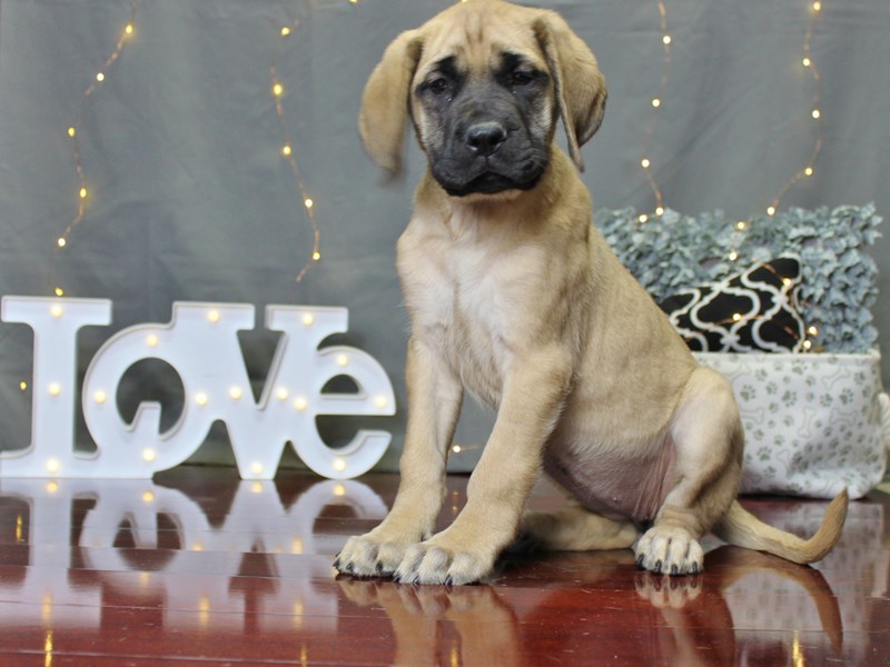 English Mastiff