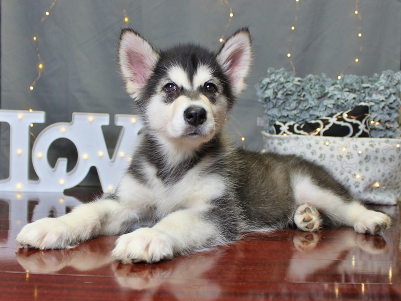 Alaskan Malamute