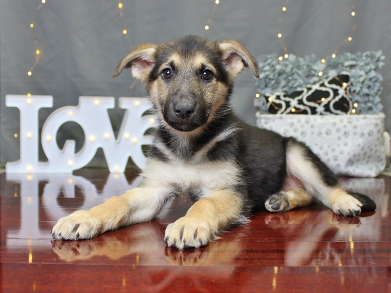 German Shepherd Dog