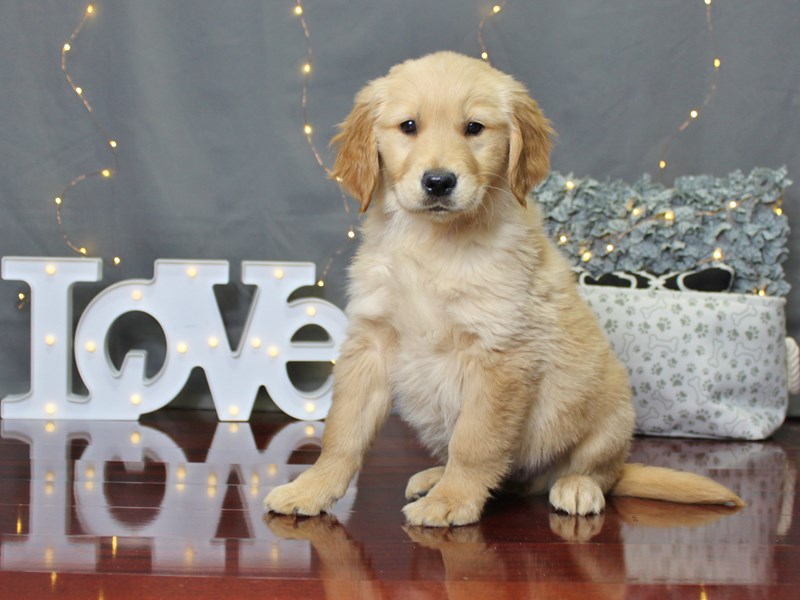 Golden Retriever