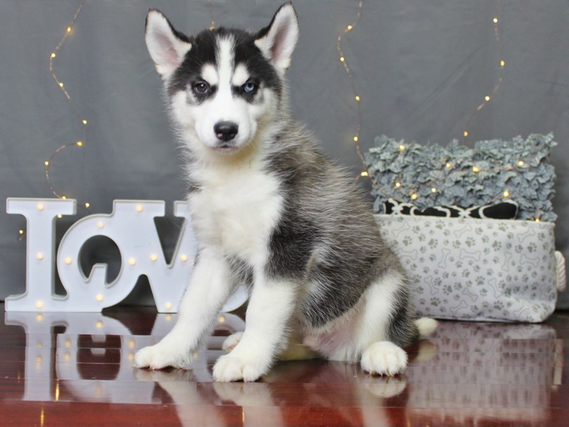 Siberian Husky