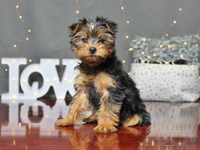 Yorkshire Terrier