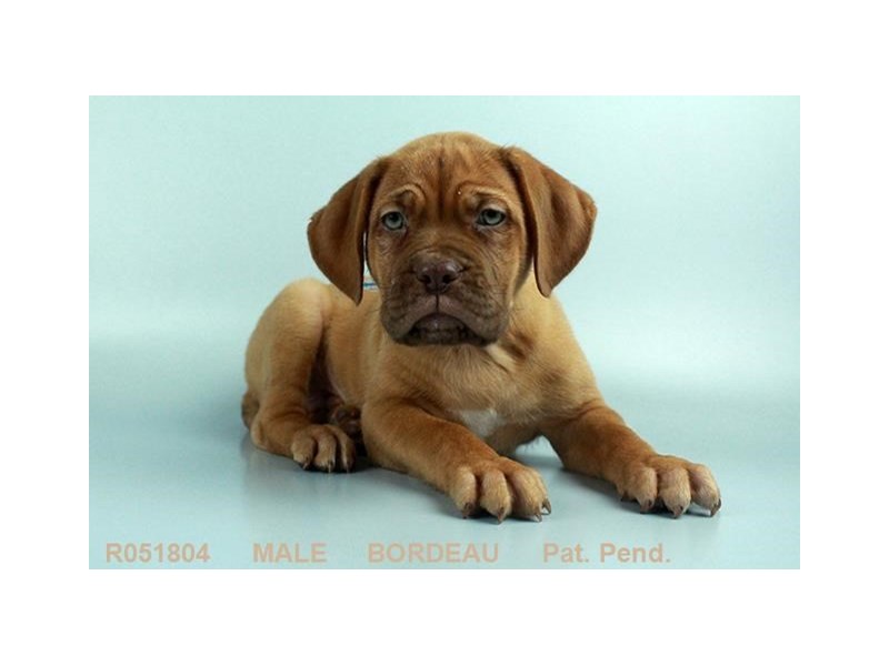 Dogue De Bordeaux