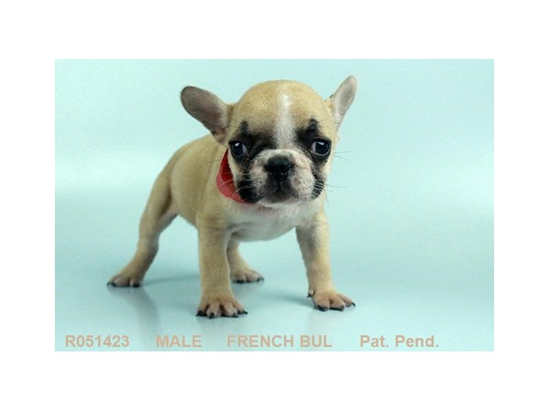French Bulldog