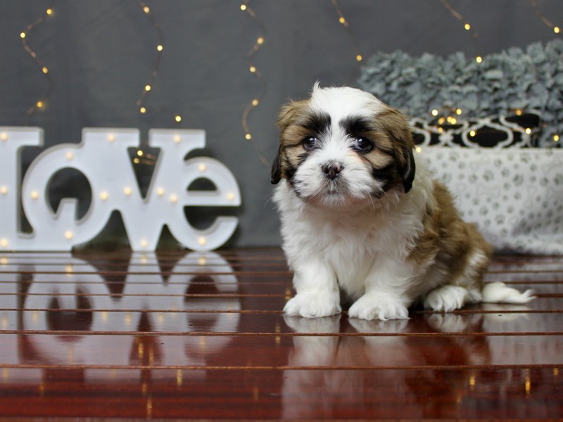Lhasa Apso