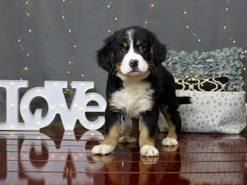 Bernese Mountain Dog
