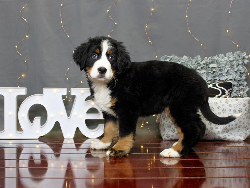 Bernese Mountain Dog