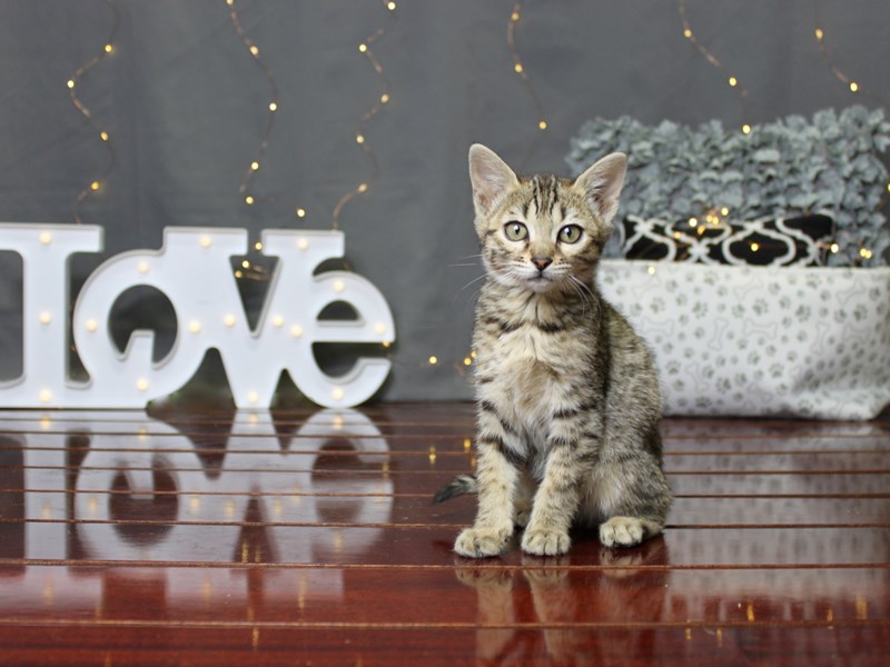 Savannah Cat