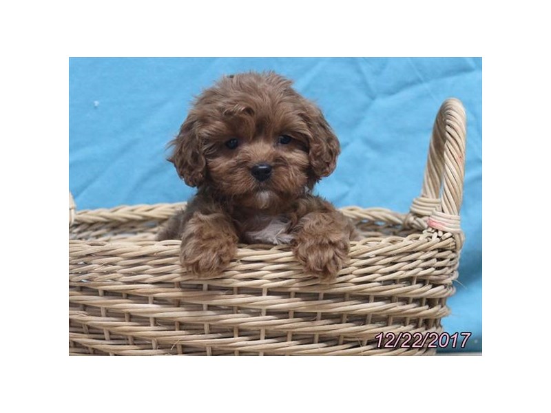 Cavapoo