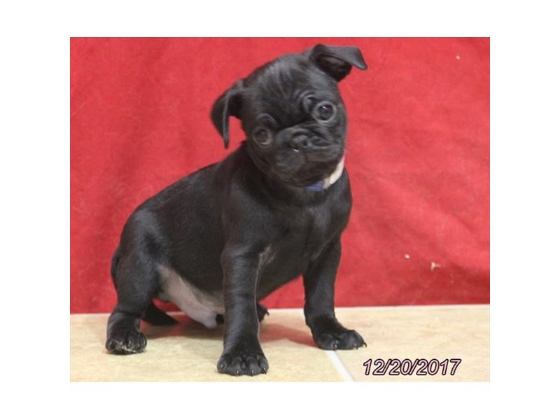 Pug
