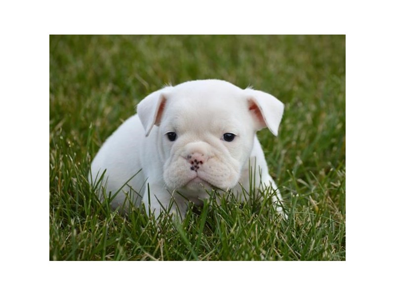 English Bulldog