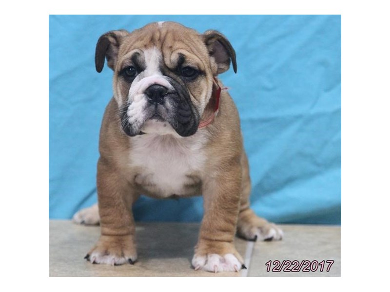 English Bulldog
