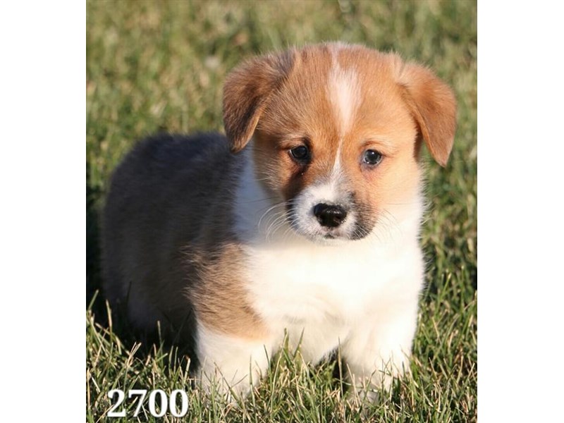 Pembroke Welsh Corgi
