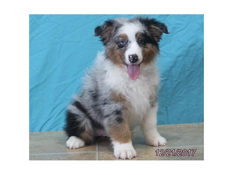 Australian Shepherd