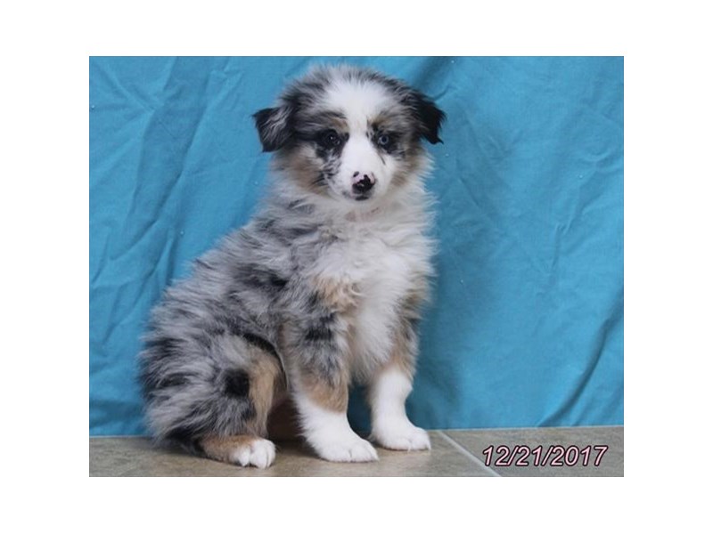 Australian Shepherd