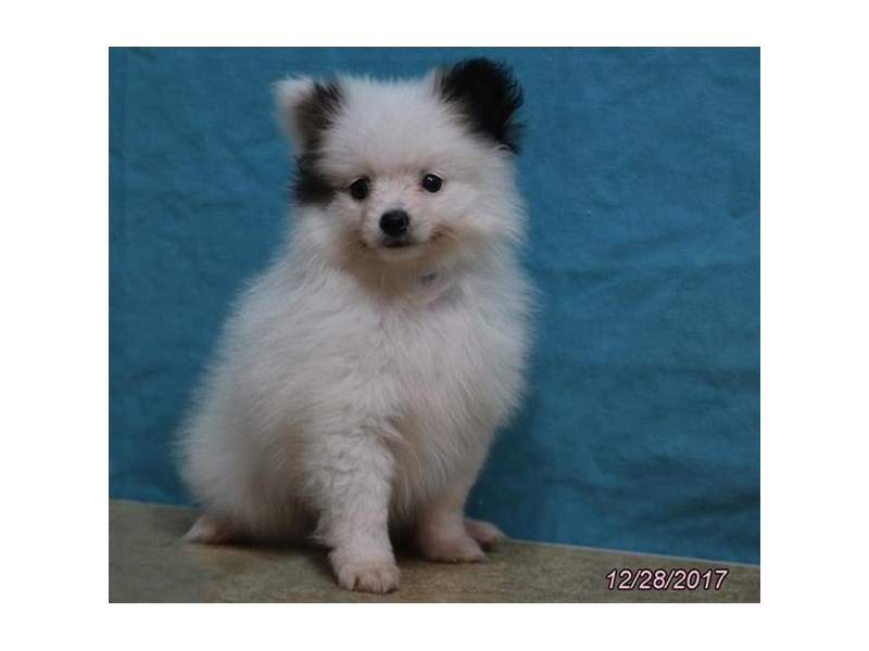 Pomeranian