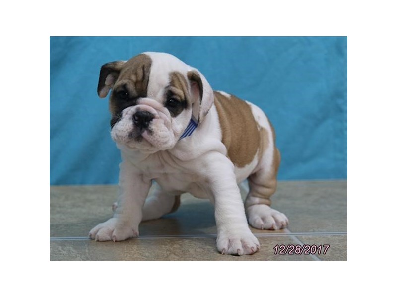 English Bulldog