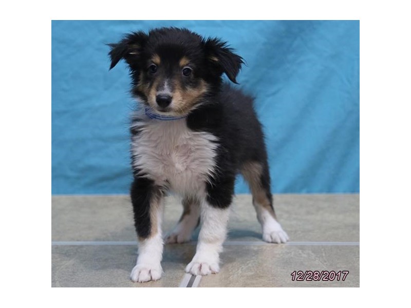 Shetland Sheepdog