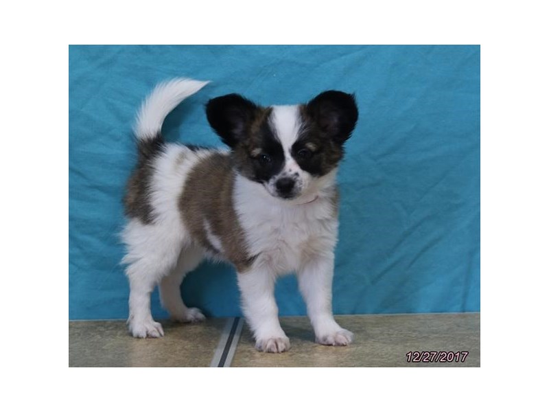 Papillon