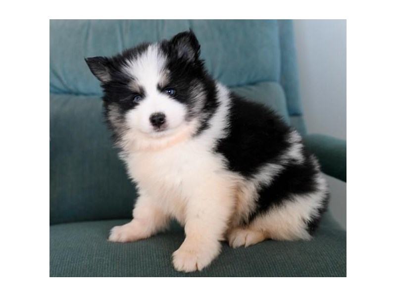 Pomsky