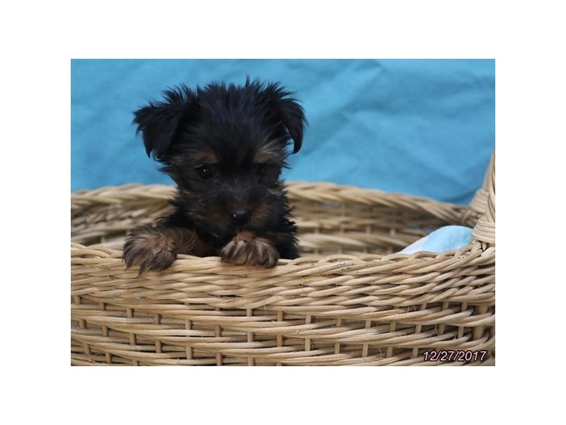Yorkshire Terrier