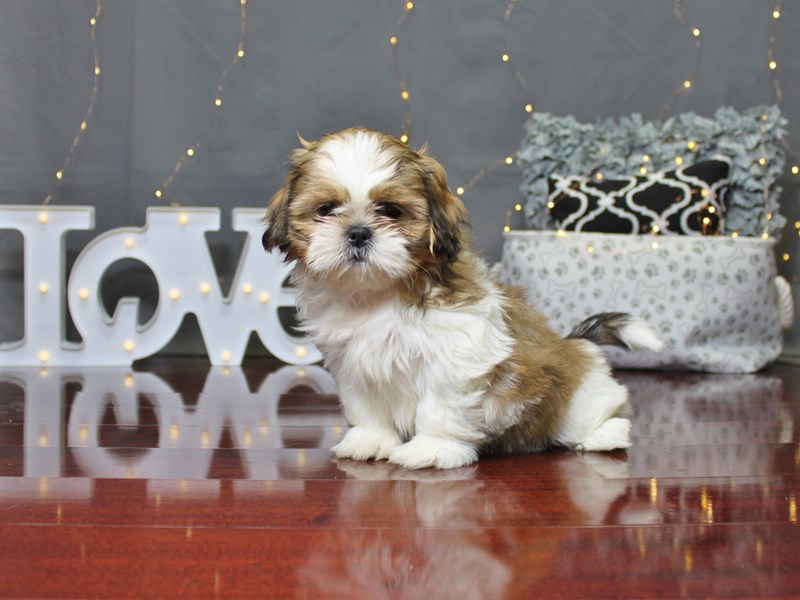 Shih Tzu
