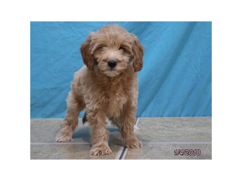 Mini Goldendoodle