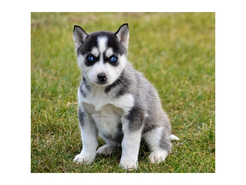 Siberian Husky
