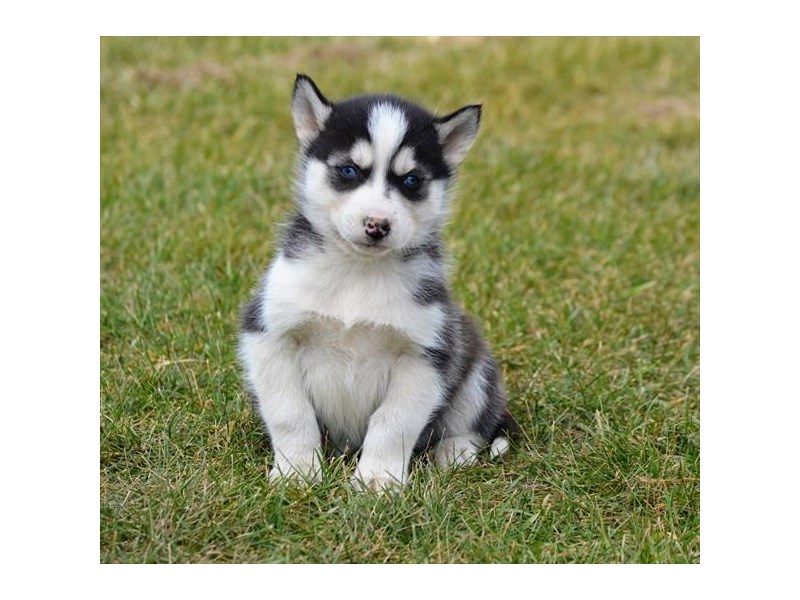 Siberian Husky