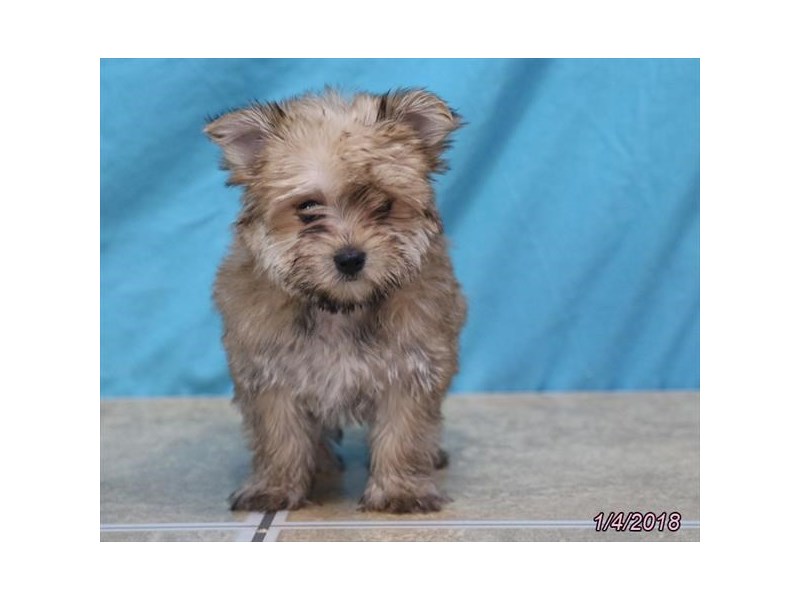 Morkie