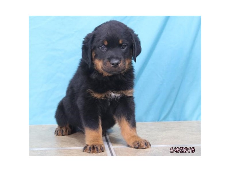 Rottweiler