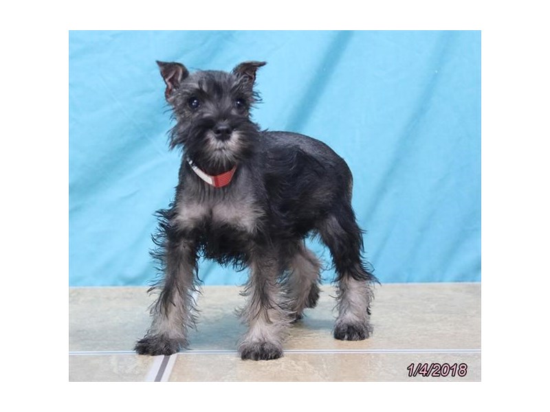 Miniature Schnauzer