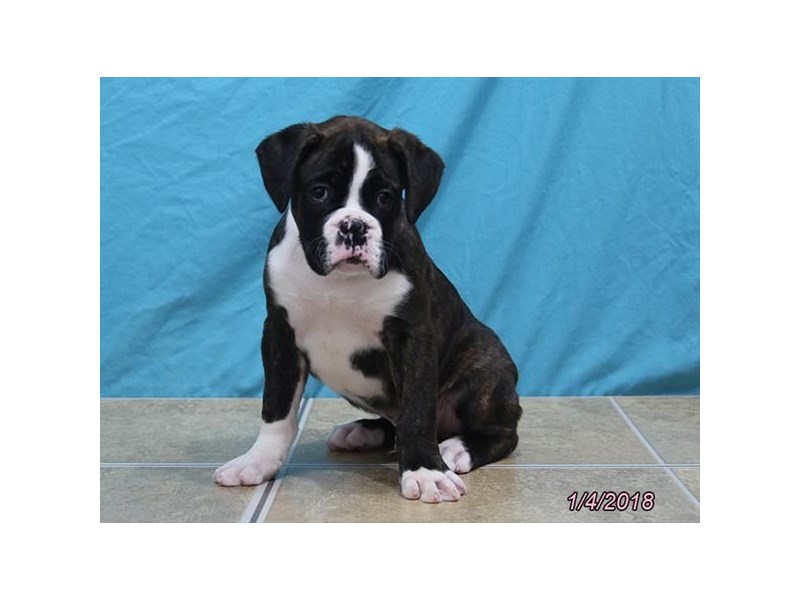 Boxer