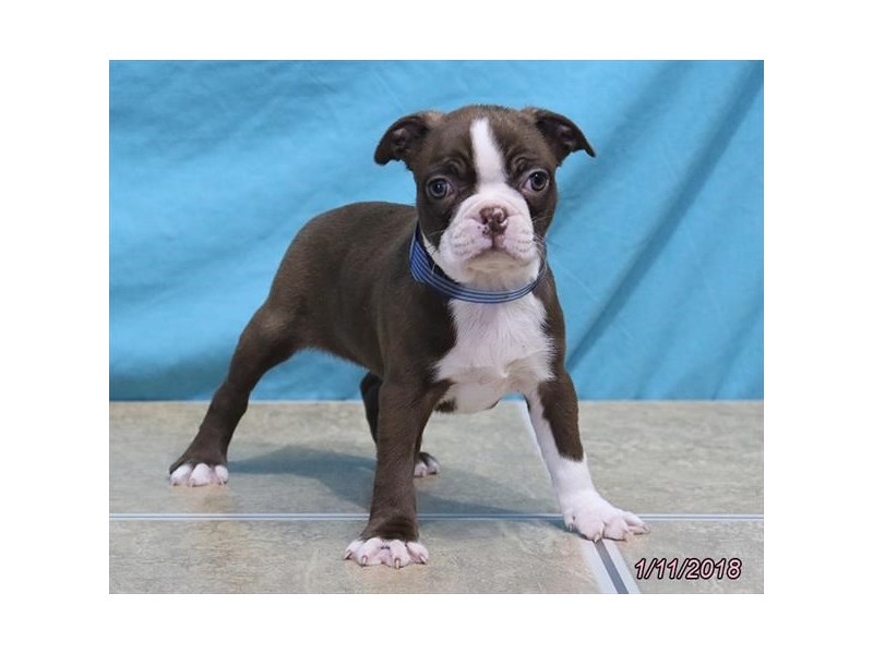 Boston Terrier