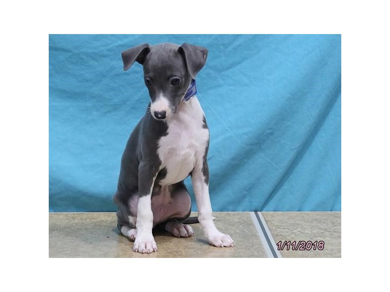 Italian GreyhoundDOGMaleBlue / White1987392Petland Carriage Place