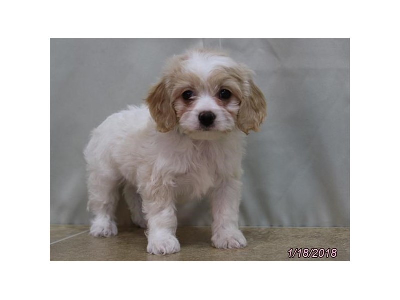 Cavachon