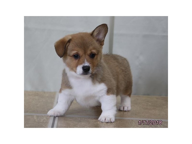 Pembroke Welsh Corgi