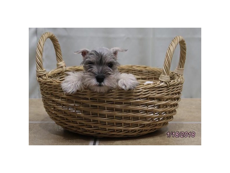 Miniature Schnauzer